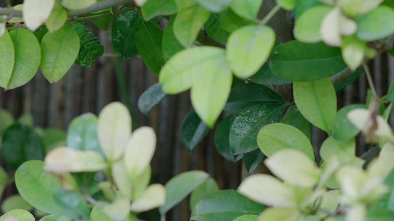 Static shot of some leaves from the hedge bushes in a garden.