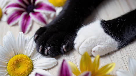 cat paws with flowers