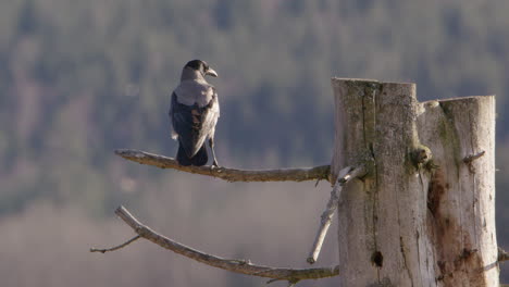 Hooded-crow-leaving-perch-on-a-tree-trunk-in-Sweden,-wide-shot