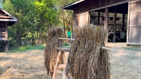 paquetes de arroz secándose fuera de un granero de madera
