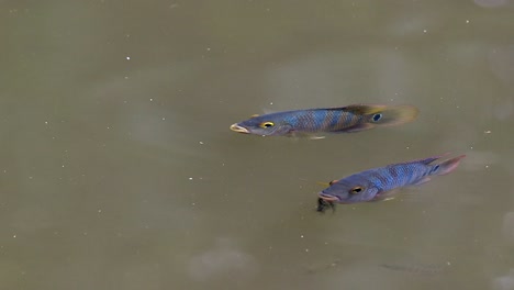 Par-De-Peces-Cíclidos-Mayas-Nadando-Debajo-De-La-Superficie-Del-Agua-En-Un-Estanque---Primer-Plano,-ángulo-Alto