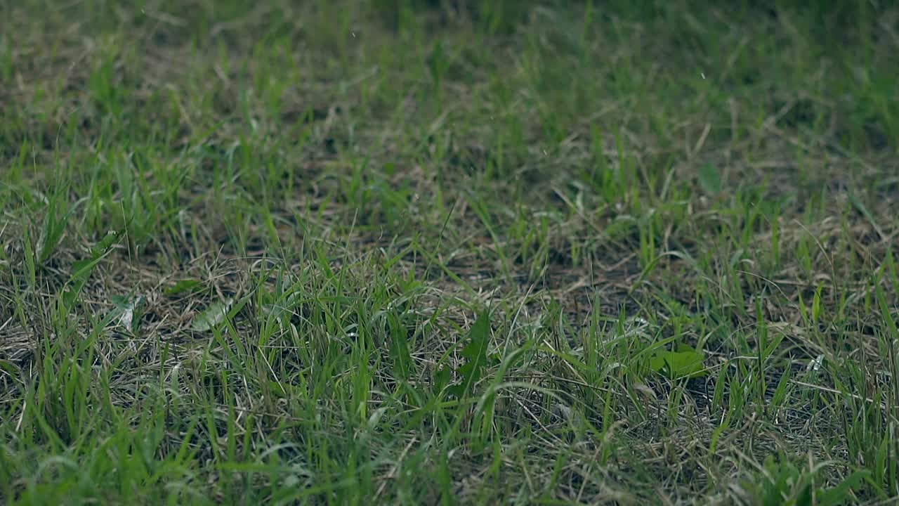 작은 녹색 잔디와 노란색  ⁇ 은  ⁇ 이 바람에 흔들리고