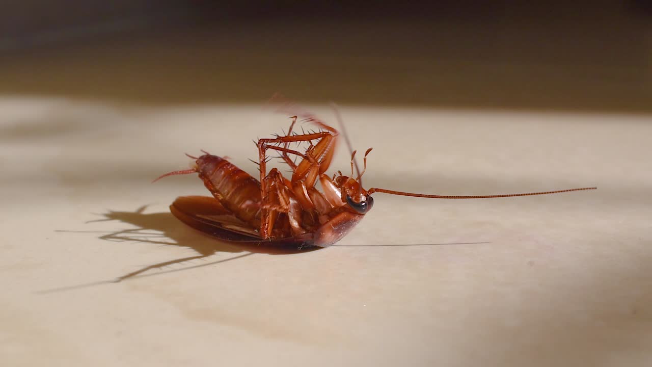 cucaracha tumbada boca abajo en el suelo de la casa y tratando de levantarse y pararse de cerca, cucaracha de la casa tumbada boca abajo en la alfombra del suelo