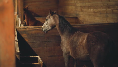 domestic horses chew food standing in wooden stalls in barn