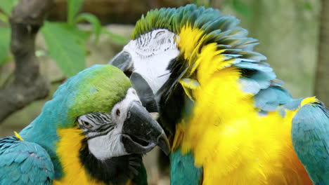 a pair of blue-and-yellow macaws, ara ararauna are preening each other's feathers while perching on a twig