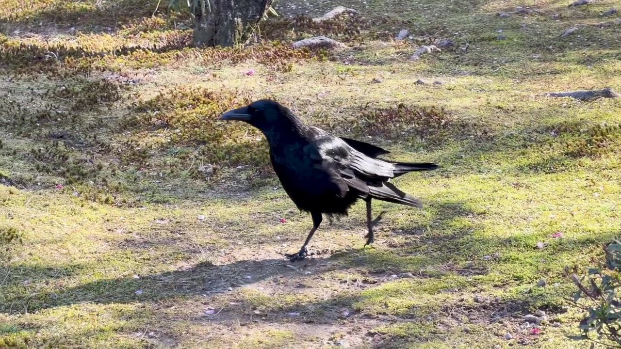Corvo nero che cammina su terreno erboso alla luce del sole