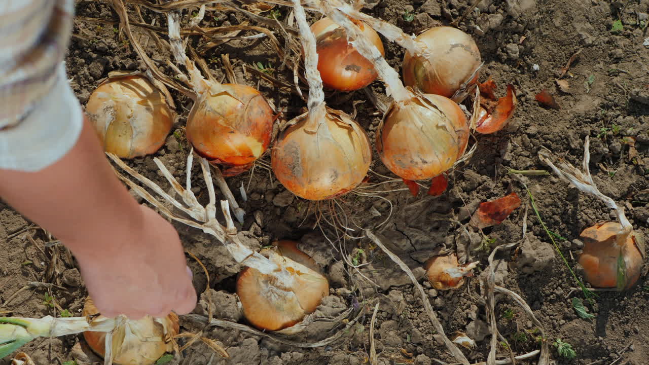 Farmer picks ripe onions from the ground 3