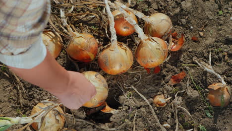 farmer picks ripe onions from the ground 3