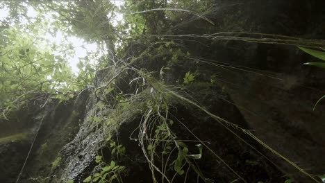 mirando hacia arriba desde el suelo de un cañón a través del agua que gotea y las raíces que crecen hacia abajo