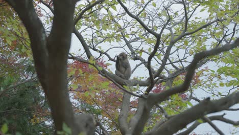 japanese macaque sitting in tree in autumn