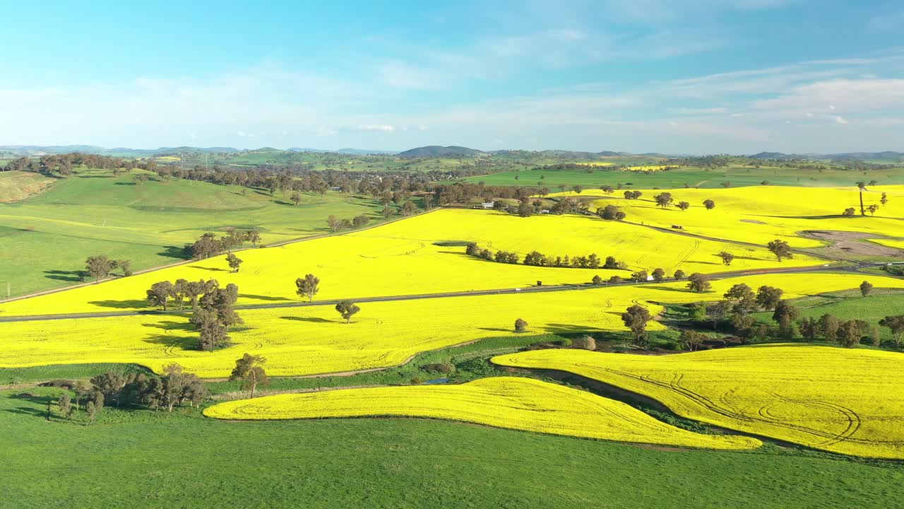 An Excellent Aerial View Cars Driving Through Canola Fields In Cowra Australia