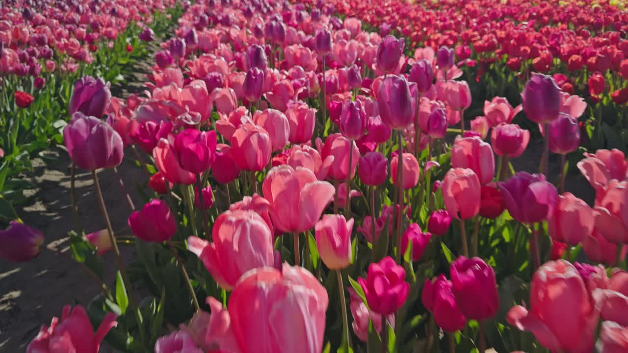 purple tulips on Dutch tulip farm fields in Netherlands on sunny day with numerous flowers of various colors