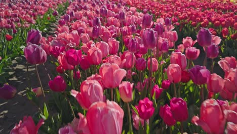 purple tulips on dutch tulip farm fields in netherlands on sunny day with numerous flowers of various colors
