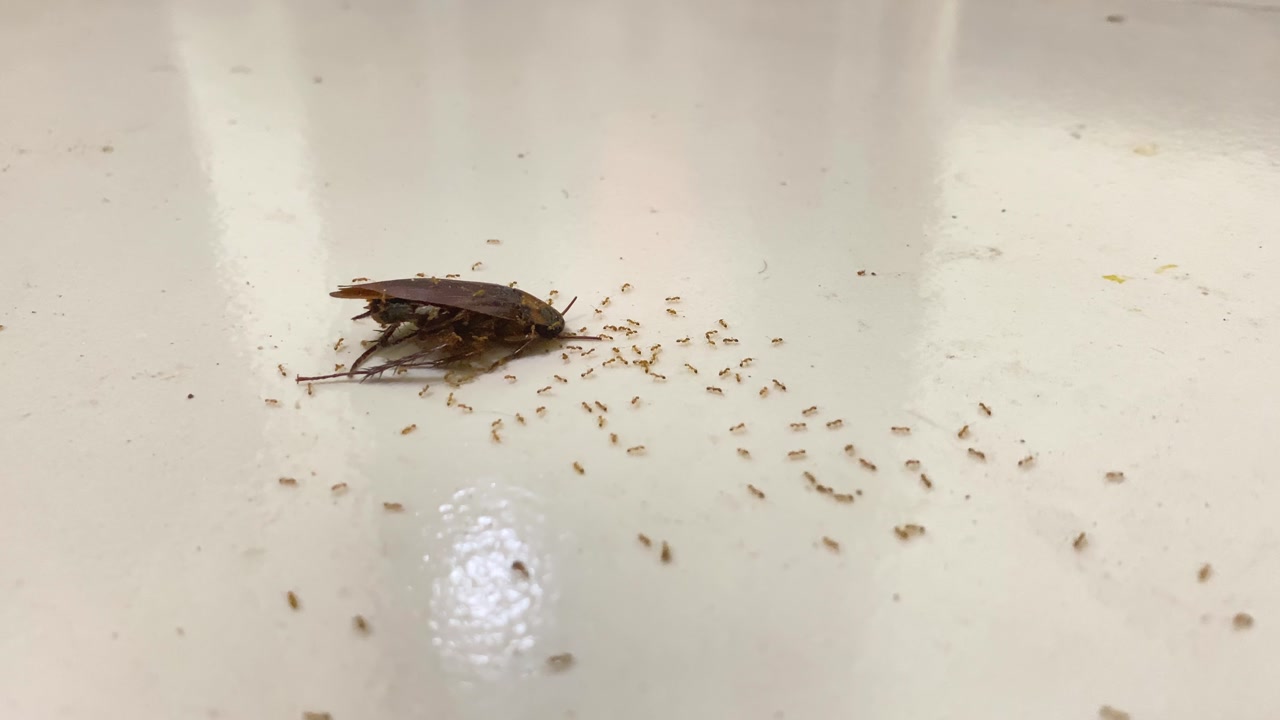 Dead Cockroach Eaten By The Ants On The Flooring. - closeup shot