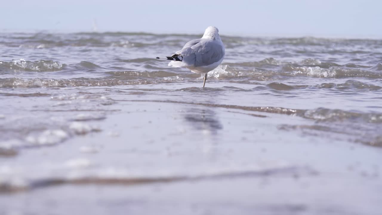 Close-up of a Ring-billed Seagull (Larus delawarensis) walking in shallow Lake Erie waves near Port Clinton, Ohio, before flying out of frame in a calm, natural scene