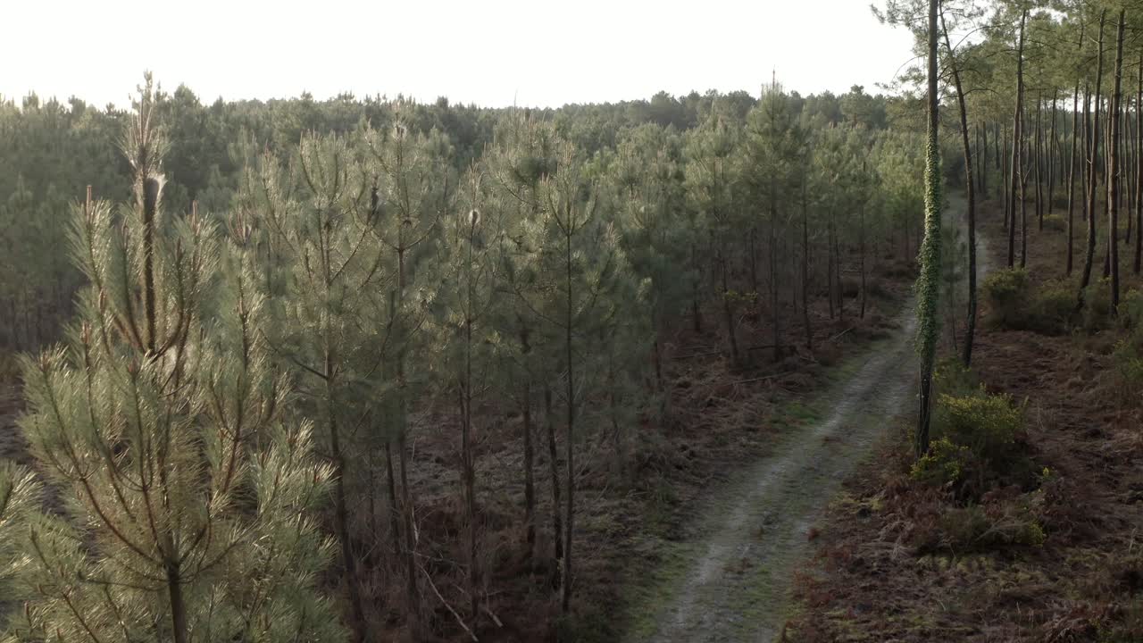 Aerial view of pine forest with dirt path winding through trees in Castets, France. Landes nature trail, woodland scenery, outdoor adventure