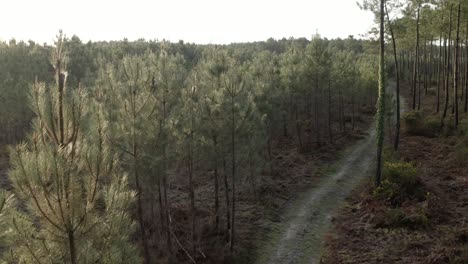 aerial view of pine forest with dirt path winding through trees in castets, france. landes nature trail, woodland scenery, outdoor adventure