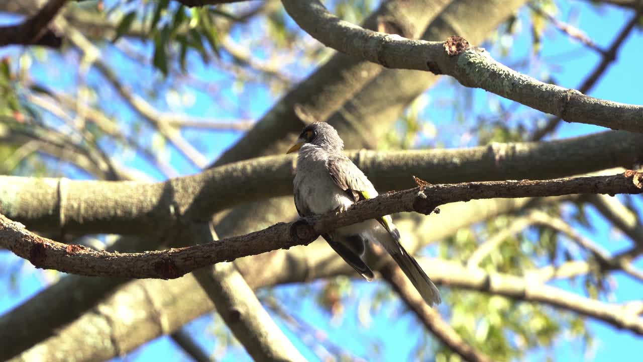 시끄러운 광부, 마노리나 멜라노세팔라가 나뭇가지에 앉아 날개 깃털을 다듬고 손질하고 화창한 날 발로 머리를 긁고 클로즈업 샷