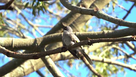 Noisy-miner,-manorina-melanocephala-perching-on-tree-branch,-preening-and-grooming-its-wing-feathers,-scratching-its-head-with-its-feet-on-a-sunny-day,-close-up-shot