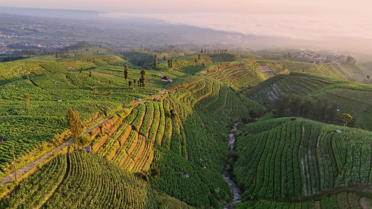 Aerial view of lush terraced farmland on rolling hills at sunrise, bathed in warm golden light. Indonesia rural agricultural field on mountain slope