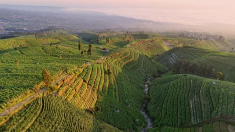 aerial view of lush terraced farmland on rolling hills at sunrise, bathed in warm golden light. indonesia rural agricultural field on mountain slope