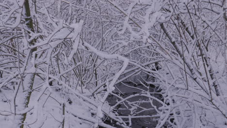 snow covered branches in winter snow covered woodland with slow pan down along river