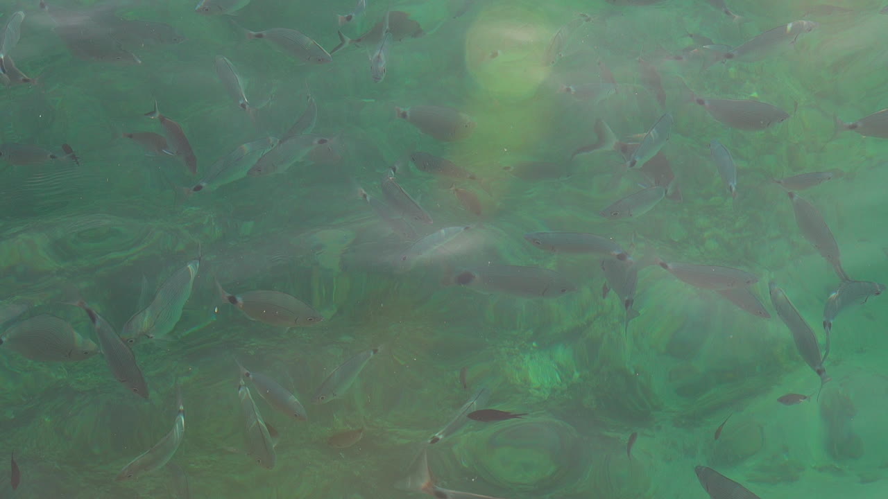 Fish swimming in crystalline water seen from above, Mediterranean Sea, Ibiza, Spain