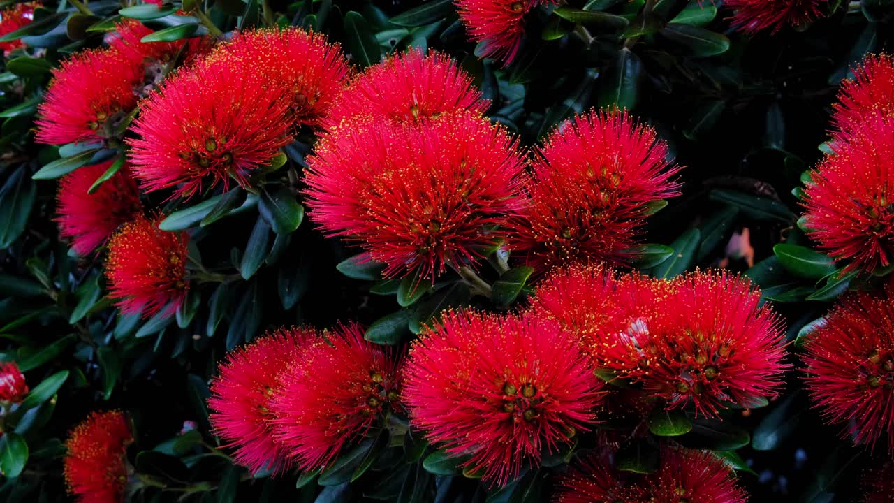 Beautiful bright red Pohutukawa flowers blooming during Christmas season in capital city of Wellington, New Zealand Aotearoa