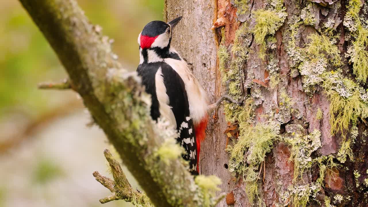 gran pájaro carpintero manchado en un árbol en busca de comida. gran carpintero manchado (dendrocopos major) es un carpintero de tamaño mediano con plumaje negro y blanco y una mancha roja en la parte inferior del vientre