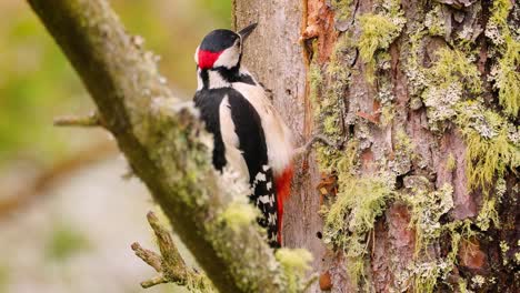 great spotted woodpecker bird on a tree looking for food. great spotted woodpecker (dendrocopos major) is a medium-sized woodpecker with pied black and white plumage and a red patch on the lower belly