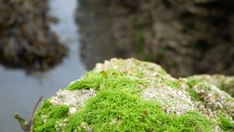 fauna de algas rocosas verdor en la superficie de la roca costa closeup dolly izquierda