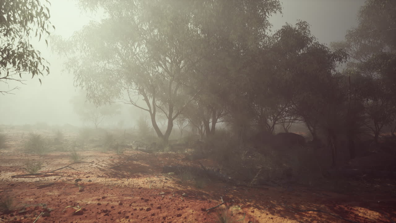 bosque de eucaliptos en el interior de australia