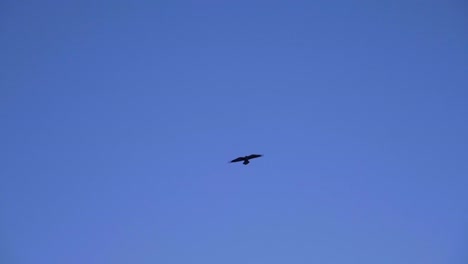 Einsamer-Adler,-Der-Hoch-In-Den-Blauen-Himmel-Fliegt