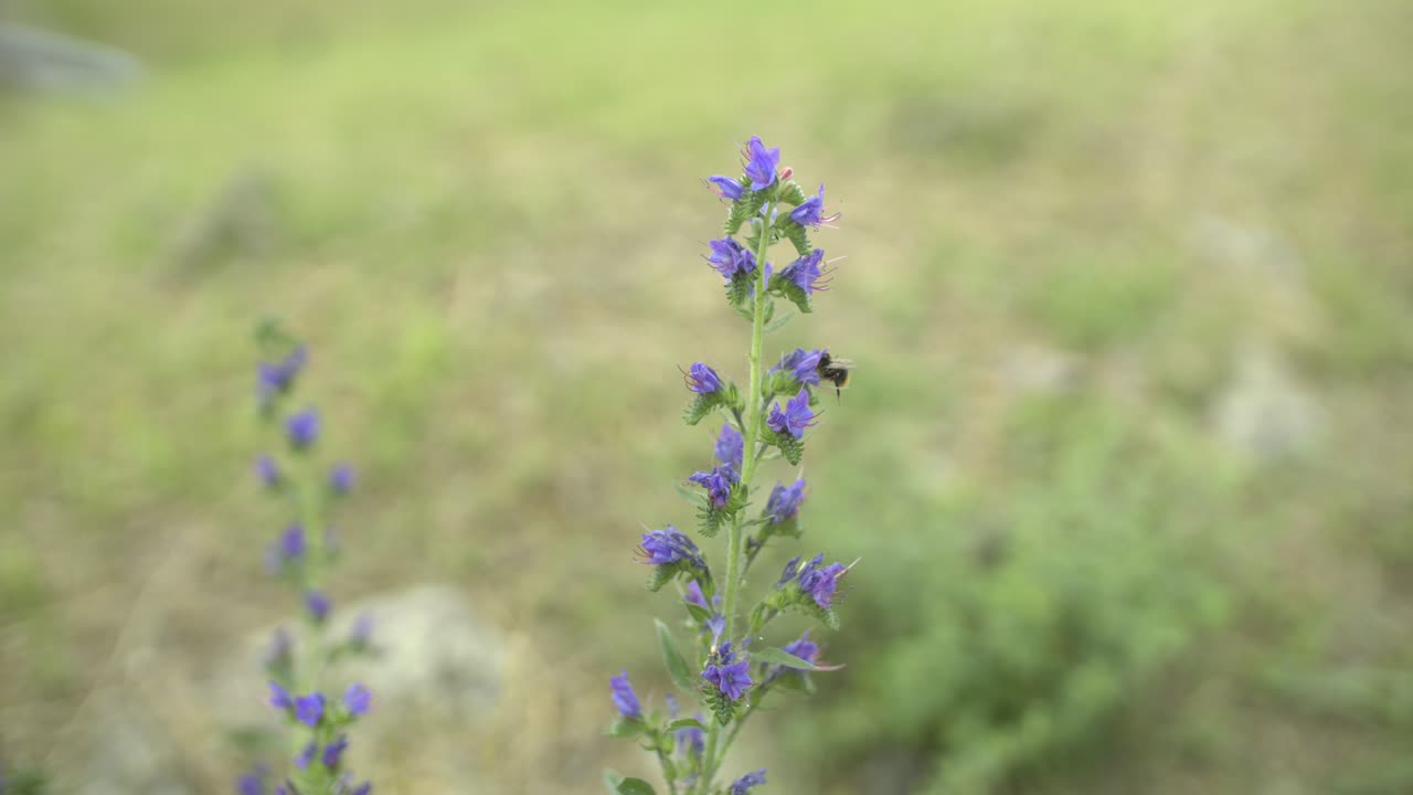 сло мо экю медоносная пчела собирает пыльцу на цветке