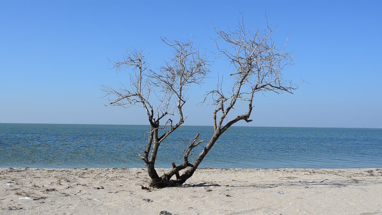 Boom en lucht. Opname in de lente
