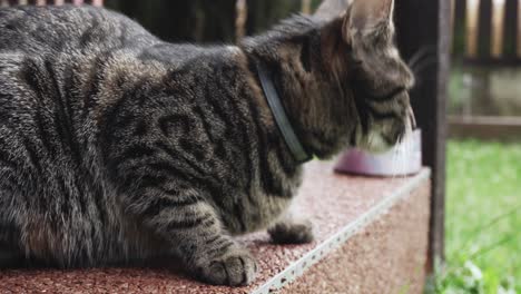 curious bengal cat looking around