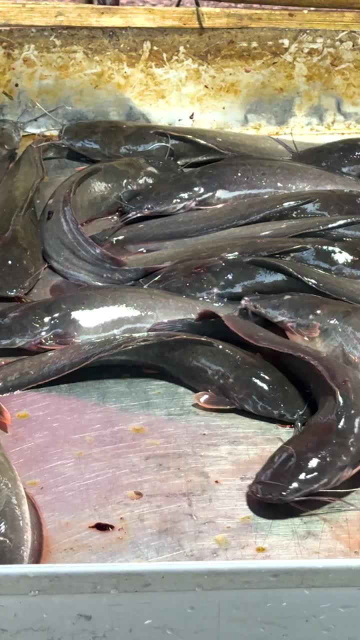 bagre vivo expuesto en una bandeja de mercado