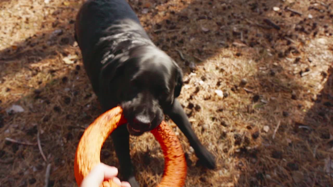 Primo piano di un Labrador nero che gioca a tiro alla fune con un giocattolo arancione