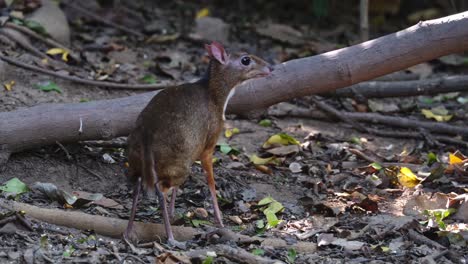 Mirando-Hacia-La-Derecha-Mientras-Come-Frutas-Caídas-En-El-Suelo-Del-Bosque-Y-Luego-Se-Asusta,-Menor-Ratón-ciervo-Tragulus-Kanchil,-Tailandia