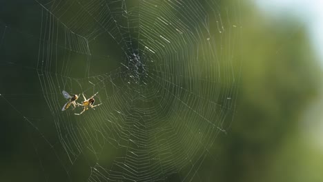 a predator and its prey - a spider and a fly on the delicate spiderweb backlit by the sun