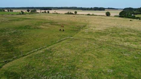 aerial shoot from drone, horses outdoor, sunny day