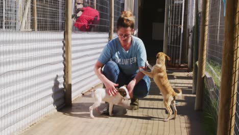 dog in a shelter with volunteer