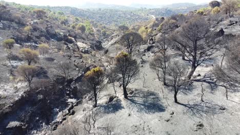 Toma-Aérea-Volando-A-Lo-Largo-Del-Bosque-Quemado