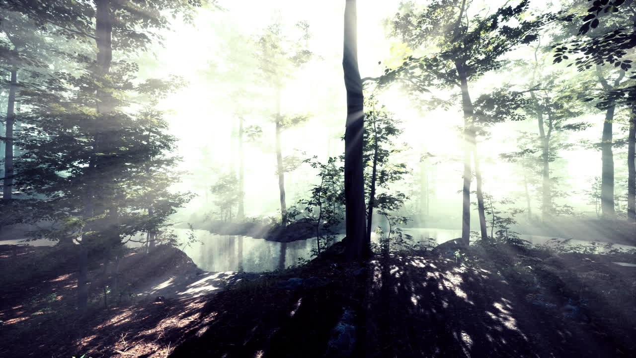 떠오르는 태양은 안개가 많은 여름 아침에 낙 ⁇  숲에 떨어집니다.