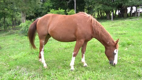 a horse in open field eating grassu during the summer in brazil