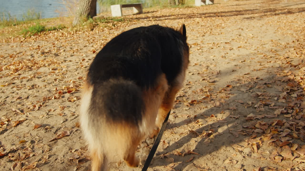 German Shepherd Walking in Autumn Park