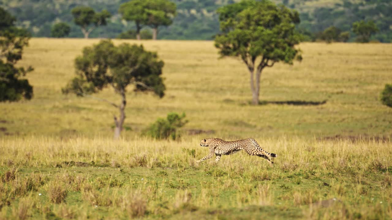 gepardo corriendo rápido, cazando en una caza persiguiendo presas, animales de safari de vida silvestre africanos en masai mara, kenia, sabana africana en masai mara, increíble comportamiento de los animales de la naturaleza y un hermoso encuentro