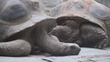 two giant tortoises close-up in the nature reserve