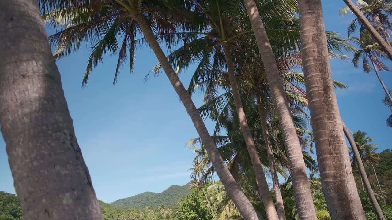 열대 섬 야자수와 해변으로 천천히 팬