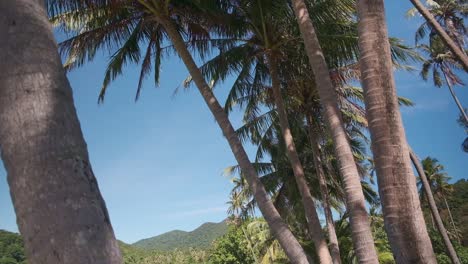 slow pan down with tropical island palm trees and beach